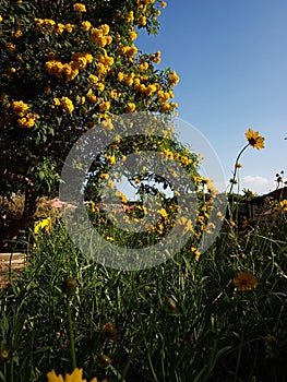 Beautiful view of a bright blue sky, Cassia leptophylla (Gold medallion tree), and Sunflowers (Helianthus).