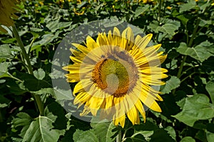 Beautiful view of a bright sunflower, nearly filling the frame. Bees on the flower