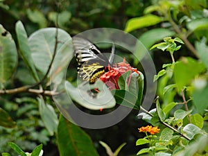 Beautiful view of a butterfly sucking honey from a flower in the blur background