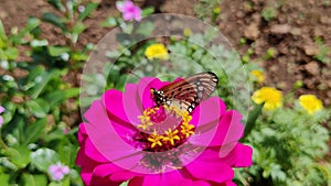 A beautiful view of a butterfly sucking honey from a flowerA beautiful view of a butterfly sucking honey from a flower