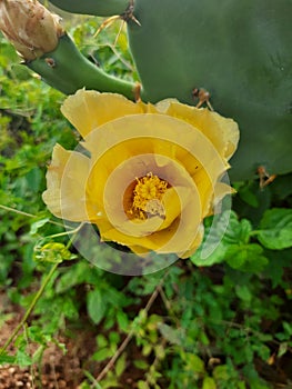 Cactus flower or pickly pear photo