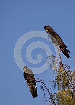 Beautiful view of Calyptorhynchus on the tree branch with blue sky in the background
