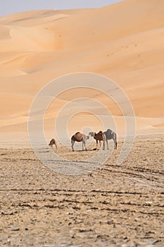 A beautiful view of camels at Liwa desert, Abu Dhabi with cloudy blue sky and a nice muddy ground on the fore ground