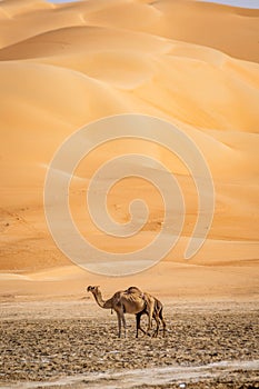 A beautiful view of camels standing at Liwa desert, Abu Dhabi with cloudy blue sky and a nice muddy ground on the fore ground