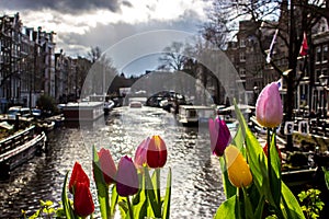 Tulips - Amsterdam - Buildings