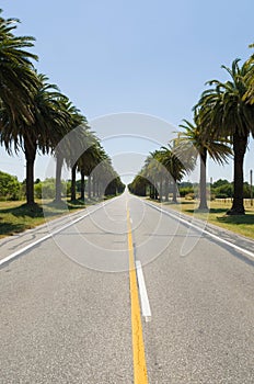 Beautiful view of the Canary palm road, located on the road that
