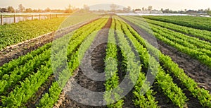 Beautiful view of a carrot plantation growing in a field. Organic vegetables. Farming. Agriculture. Selective focus