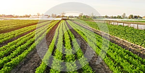 Beautiful view of a carrot plantation growing in a field. Organic vegetables. Farming. Agriculture. Selective focus