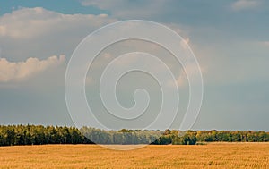 Beautiful view of a cereal field with stormy sky in background