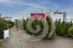 Beautiful view of christmas tree market. Gorgeous  green trees on blue sky background.