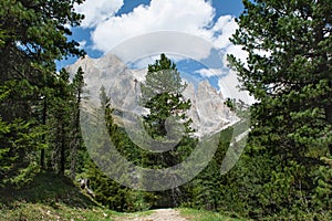 Beautiful view of Cima - a mountain in Italian Alps. Pine trees on the foreground