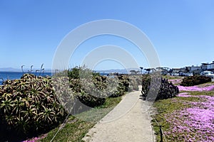 A beautiful view of the coastline and walking path in Monterey, California, with the purple flowers in spring bloom