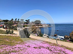 A beautiful view of the coastline and walking path in Monterey, California, with the purple flowers in spring bloom