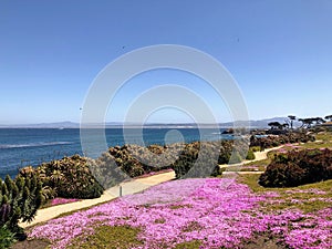 A beautiful view of the coastline and walking path in Monterey, California, with the purple flowers in spring bloom
