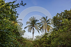 Beautiful view of coconut palm trees amidst tropical vegetation against a backdrop of blue sky.