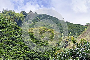 Coffee on mountains photo