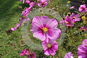 Beautiful view of colorful flowers in Baisaran, Kashmir, India