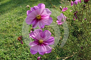 Beautiful view of colorful flowers in Baisaran, Kashmir, India