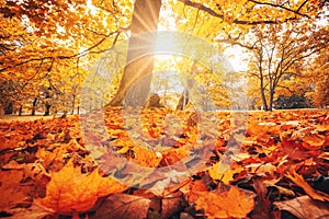 Beautiful view of the colourful trees in the autumnal park in the morning