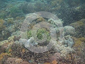 Beautiful view of Coral Reef under water of Pink Beach, Komodo Islands, East Nusatenggara