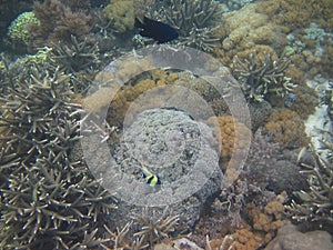 Beautiful view of Coral Reef under water of Pink Beach in Komodo Islands, East Nusatenggara