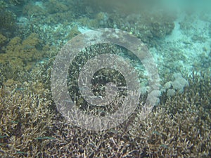 Beautiful view of Coral Reef under water of Pink Beach in Komodo Islands, East Nusatenggara