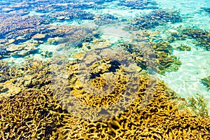 Beautiful view of coral reefs, Hangnaameedhoo, Maledives. With selective focus