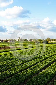 A beautiful view of countryside landscape of the potato fields of southern Ukraine. Agroindustry and agribusiness. Agriculture