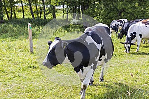 Beautiful view of cow close up view with other cows on background. Beautiful animal backgrounds.