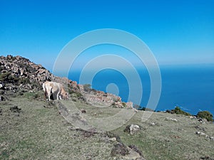 Beautiful view with a cow grazing on a cliff