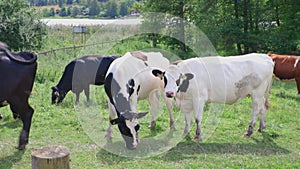 Beautiful view of cows grazing in meadow on a summer day. Beautiful animal backgrounds.