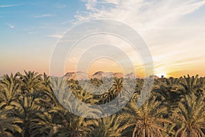 Beautiful view of the date grove from Gebel al-Mawta in Siwa Oasis