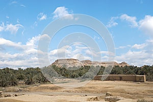 Beautiful view of the date grove from Gebel al-Mawta in Siwa Oasis