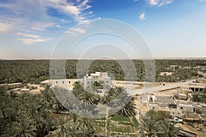 Beautiful view of the date grove from Gebel al-Mawta in Siwa Oasis