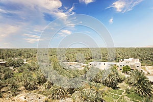 Beautiful view of the date grove from Gebel al-Mawta in Siwa Oasis