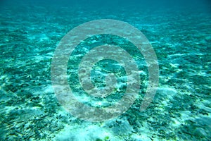 Beautiful view of dead coral reefs. Underwater world.Turquoise water and white sand. Maldives, Indian Ocean.