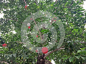 beautiful view of a decorated kadam tree or bur-flower tree