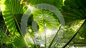 Beautiful view through the dence foliage and big leaves in tropical jungle forest on bright sun