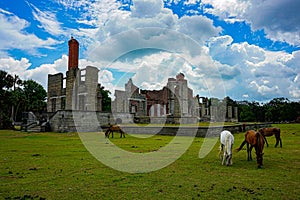 Beautiful view of the Dungeness Ruins and grazing horses in a field