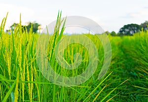 Beautiful view of ear of rice