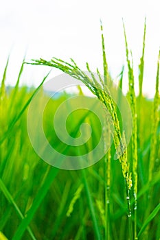 Beautiful view of ear of rice