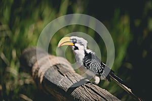 Beautiful view of Eastern yellow-billed hornbill on the tree branch