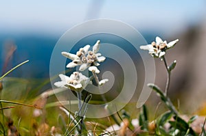 Edelweiss flowers in Ciucas Mountains, Romanian Carpathians photo