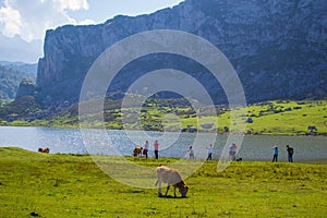 Beautiful view of Ercina Lake in Covadonga Lakes, Asturias, Spain. Green grassland with a cow pasturing and mountains at the