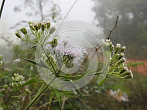 Beautiful view of Eupatorium odoratum woody herbaceous perennial growing as a climbing shrub. The leaves are arranged oppositely.