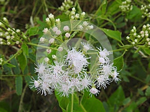 Beautiful view of Eupatorium odoratum woody herbaceous perennial growing as a climbing shrub. The leaves are arranged oppositely.