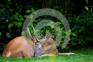 Beautiful view of the European roe deer sleeping in a garden