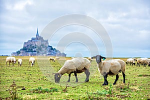 Beautiful view of famous historic Le Mont Saint-Michel tidal island with sheep grazing on fields of fresh green grass on