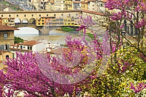 A beautiful view of the famous Ponte Vecchio in Florence on river Arno in Italy, taken from Piazzale Michelangelo on a spring day