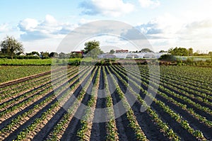 Beautiful view of the farm field and greenhouse on background of village. Rows of potato bushes. Agroindustry and agribusiness